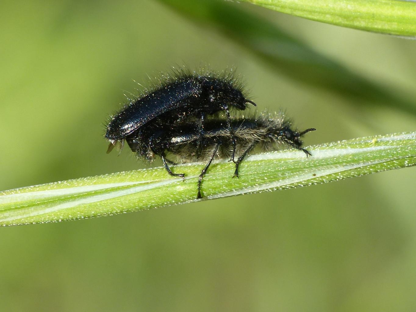 Enicopus sp. in accoppiamento